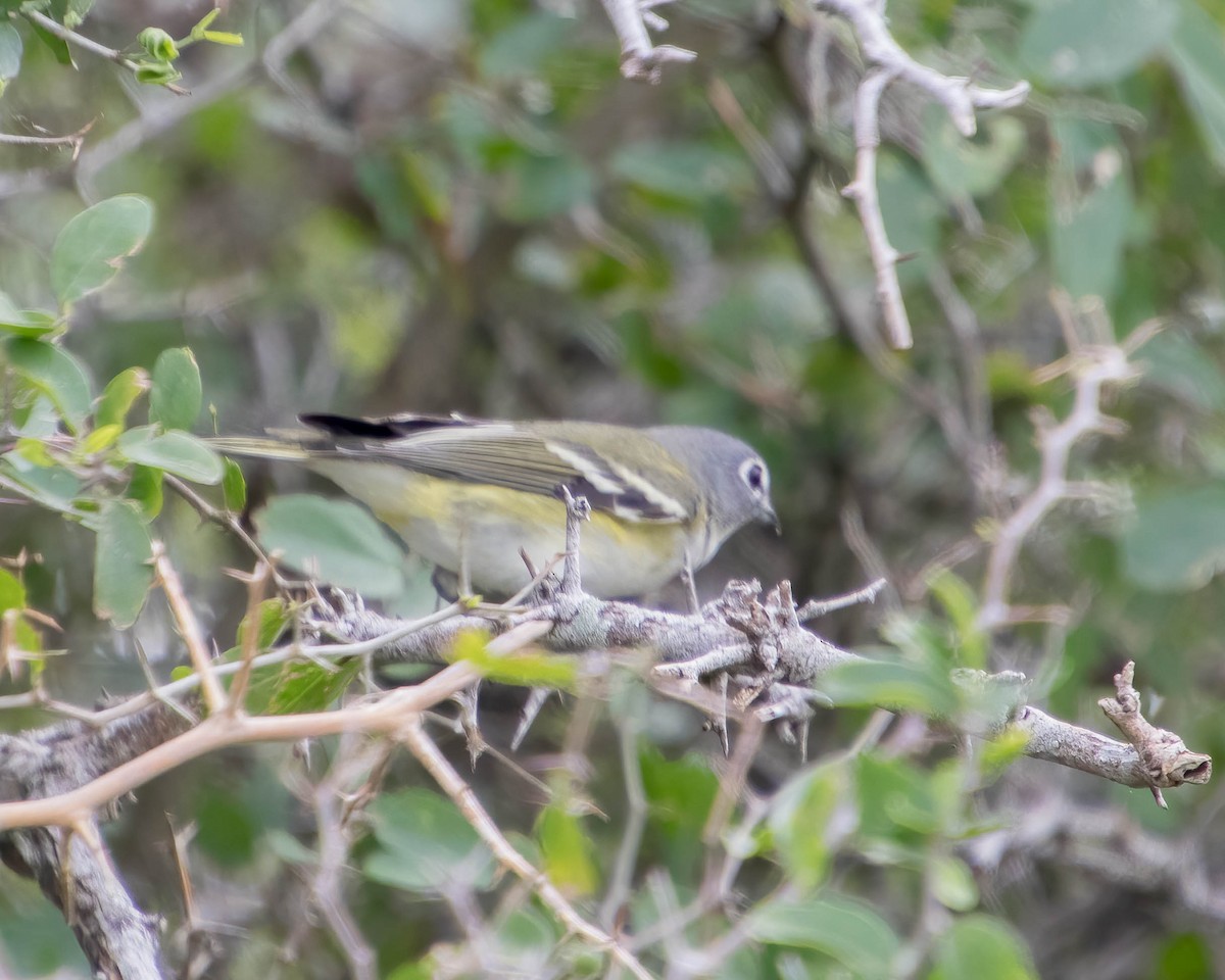 Blue-headed Vireo - Sue Smith