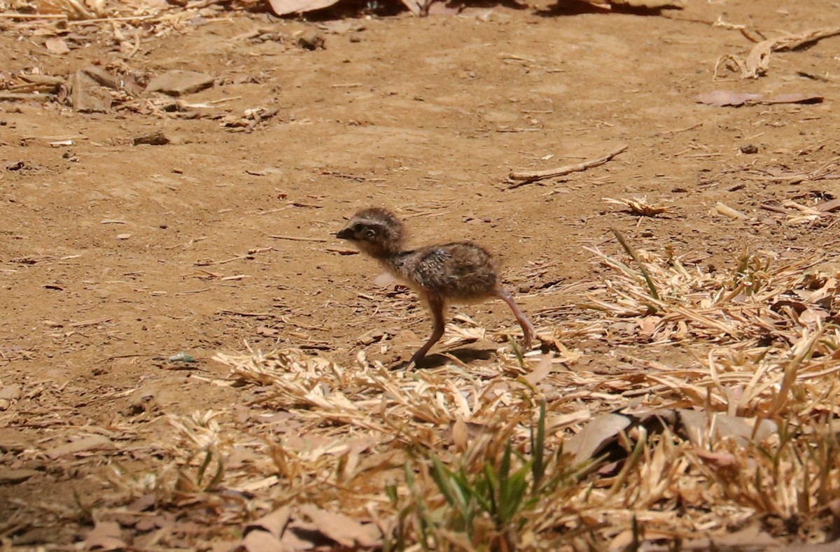 Barred Buttonquail - ML611404678