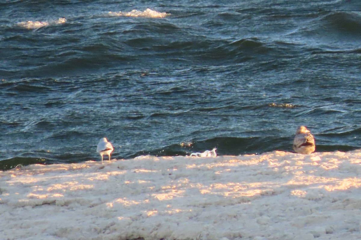 Herring Gull - Charles  Babbitt