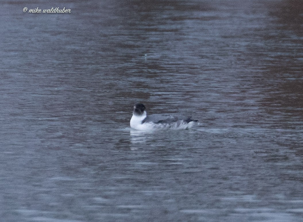 Guillemot à cou blanc - ML611404716