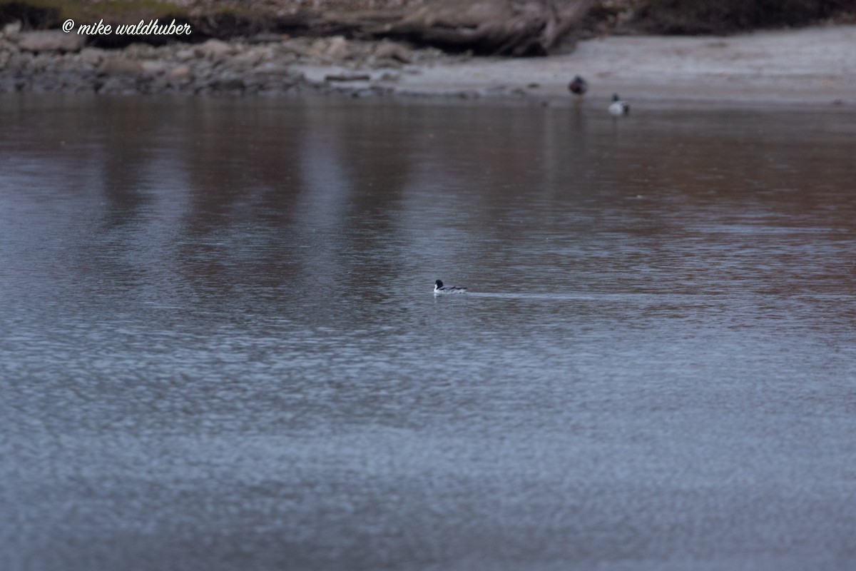 Guillemot à cou blanc - ML611404721