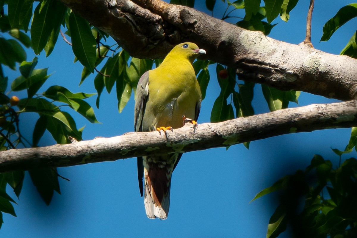 Madagascar Green-Pigeon - ML611404735