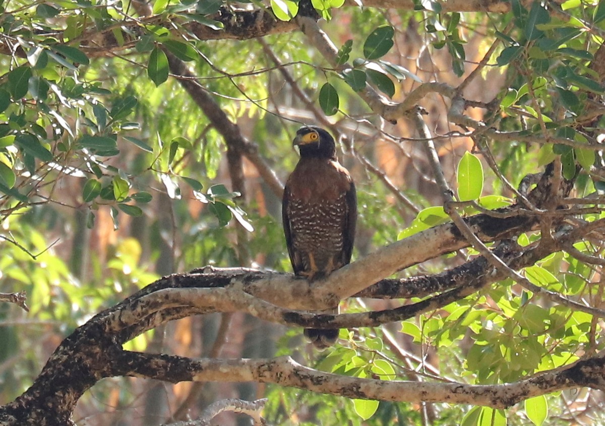 Sulawesi Goshawk - ML611404769