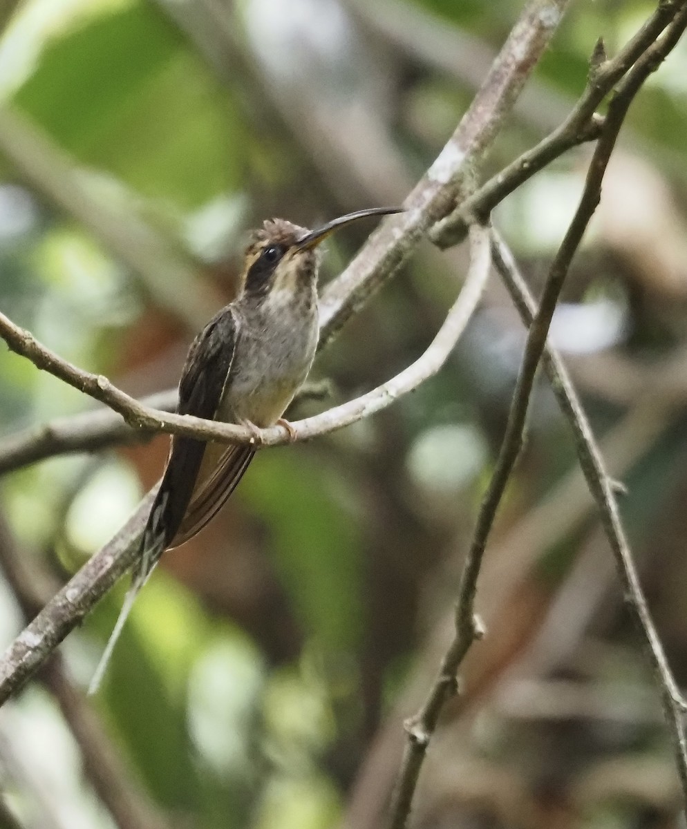 Чешуегорлый колибри-отшельник - ML611404772