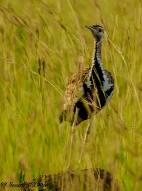 Black-bellied Bustard - ML611404910