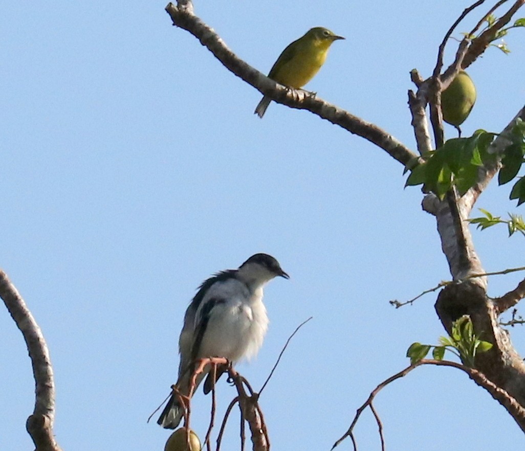 Zostérops à ventre citron - ML611404917