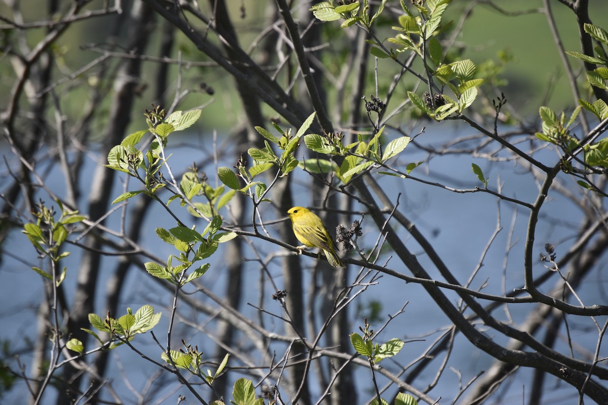 Yellow Warbler - Henrietta Yelle
