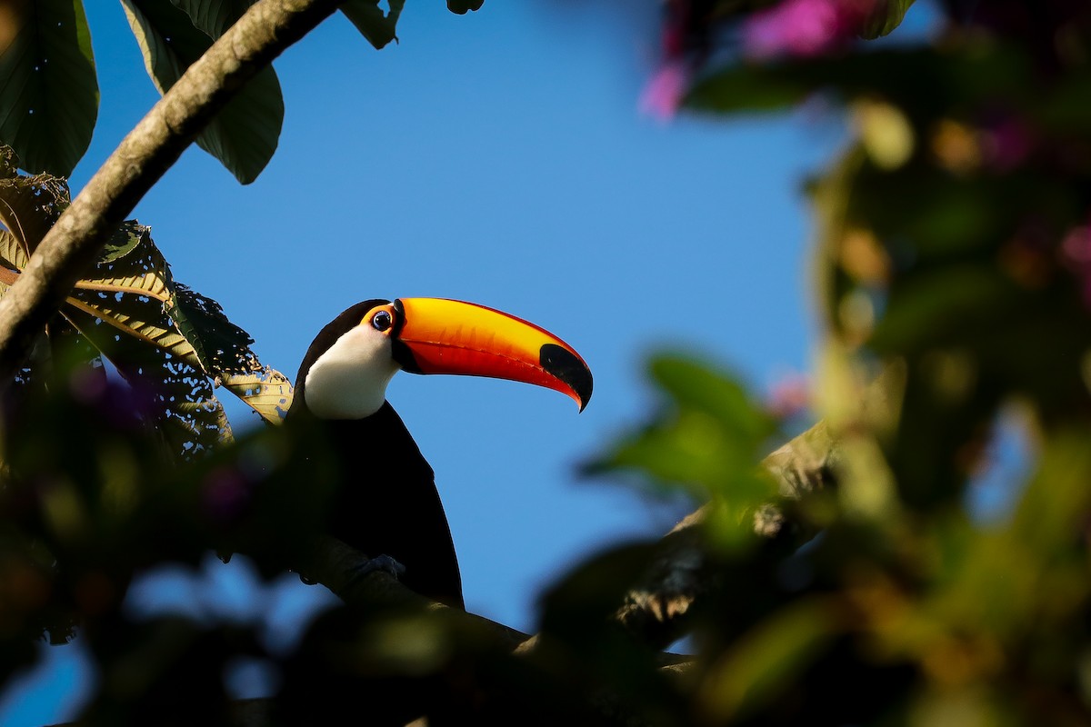 Toucan toco - ML611405156