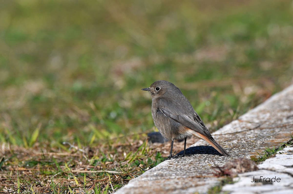 Black Redstart - José Frade