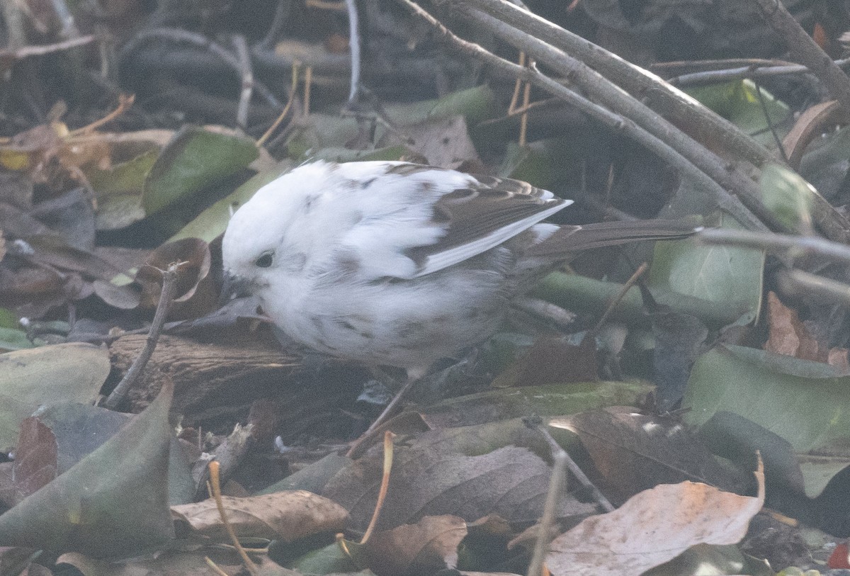 Song Sparrow - ML611405190