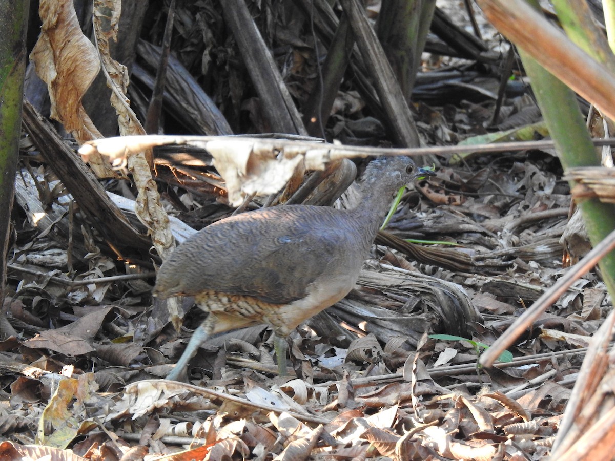 Undulated Tinamou - ML611405199