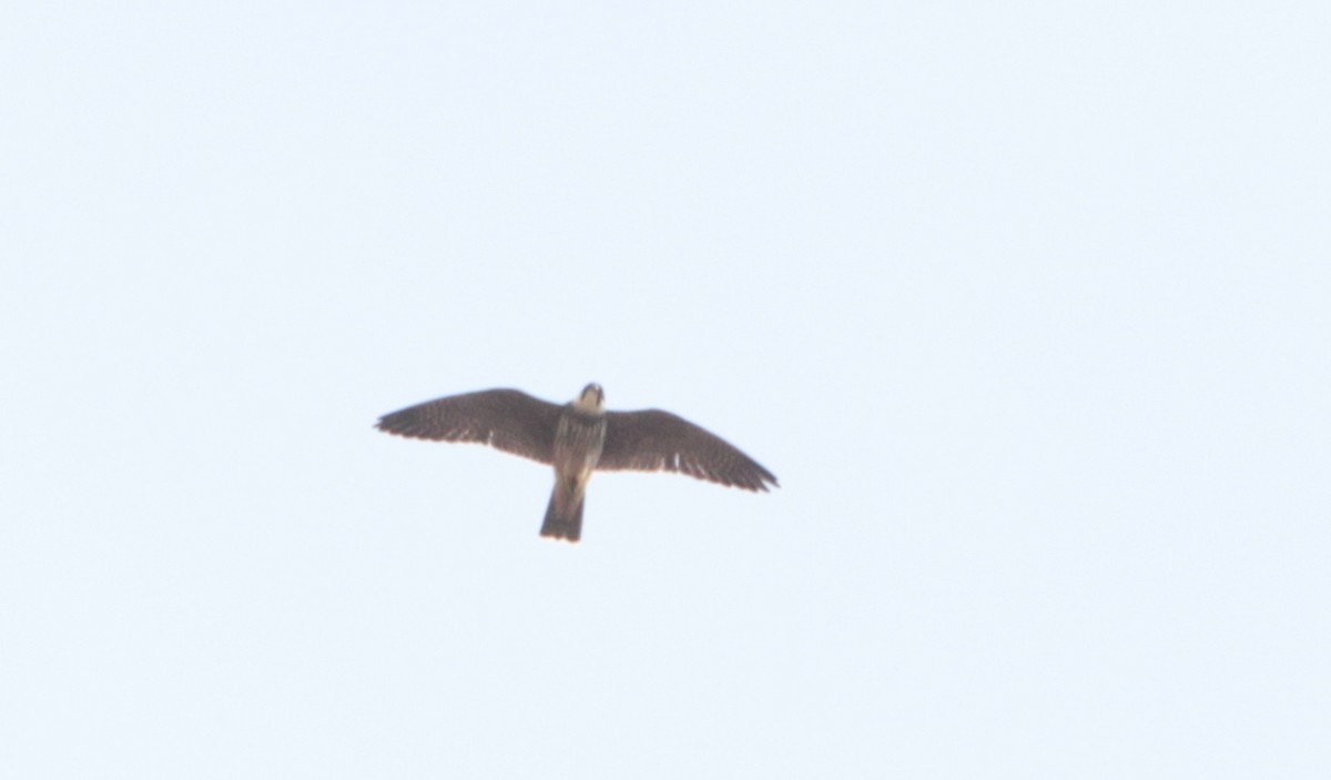 Eurasian Hobby - ML611405269