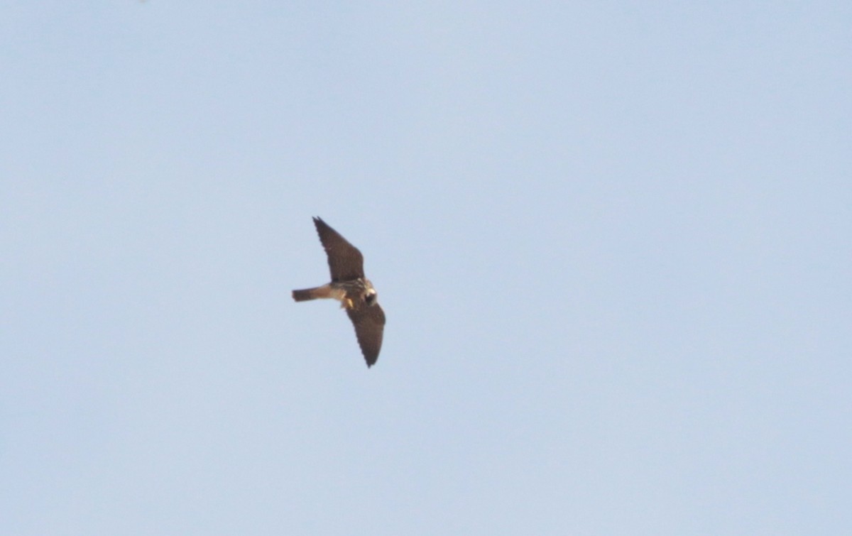 Eurasian Hobby - ML611405270