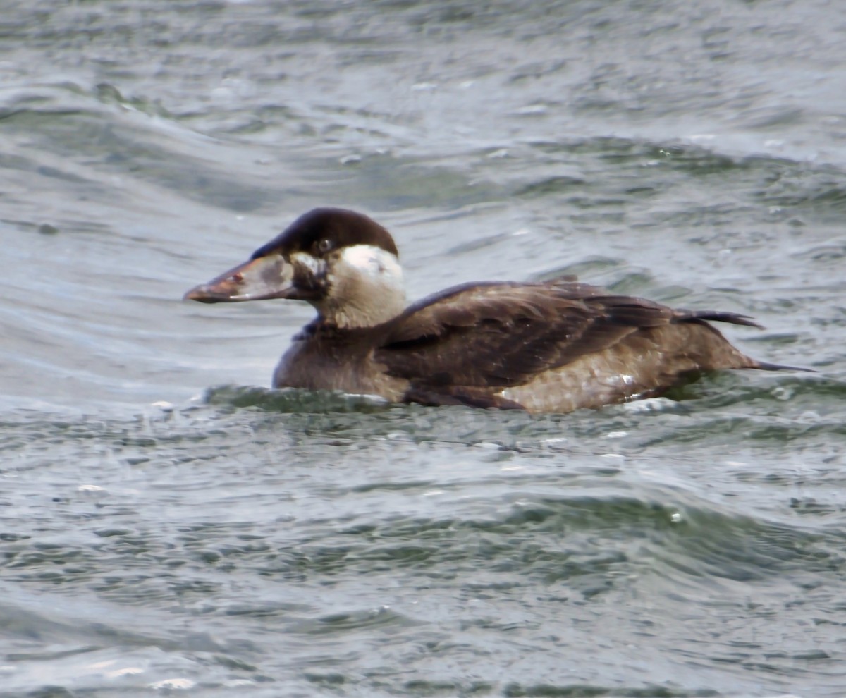 Surf Scoter - ML611405304