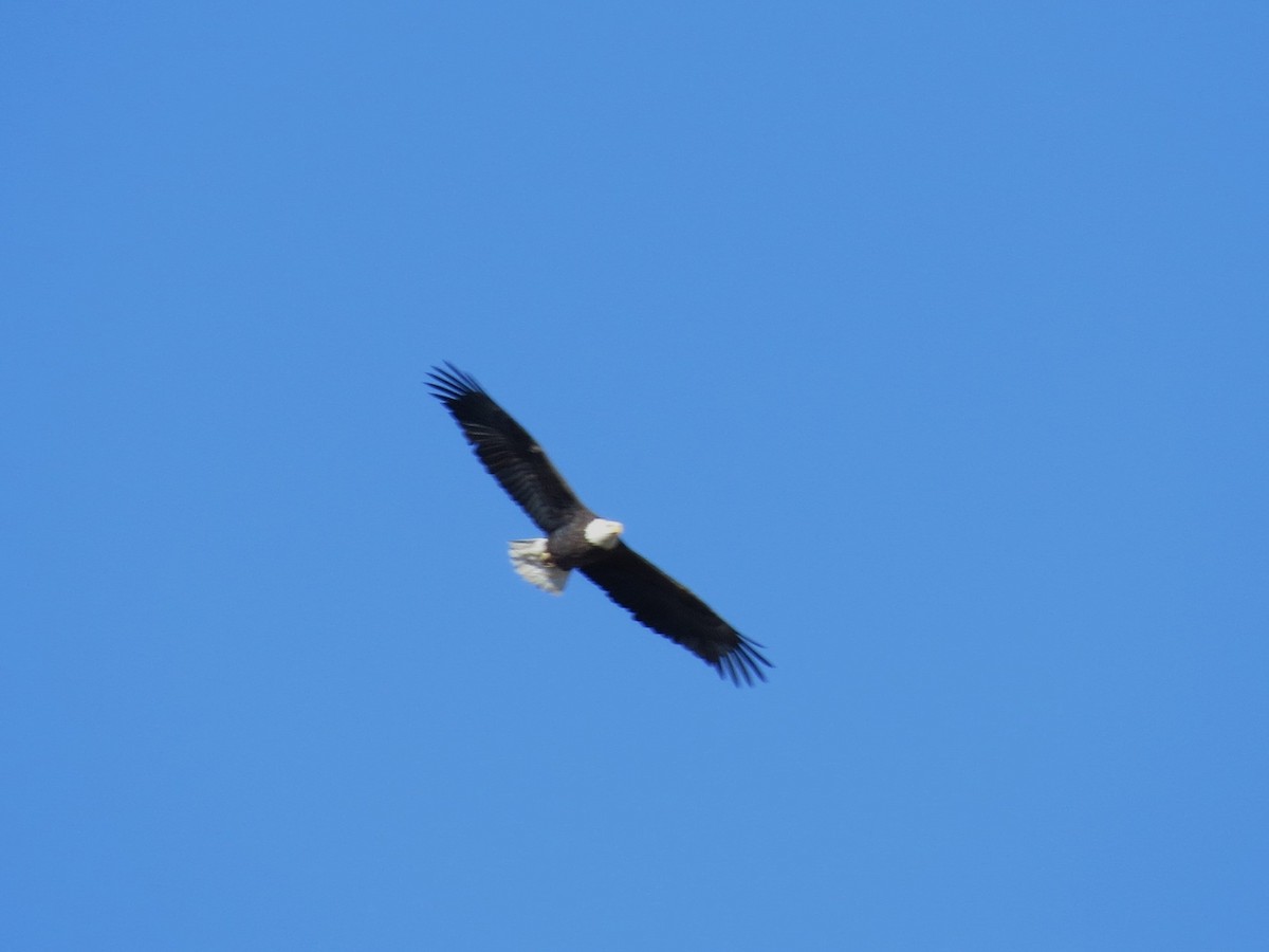 Bald Eagle - Evan Carlson