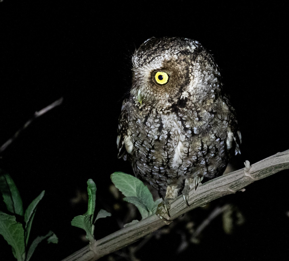 Montane Forest Screech-Owl - Ron Hoff Dollyann Myers