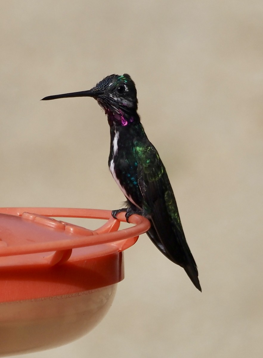 Colibrí Escamoso - ML611405337