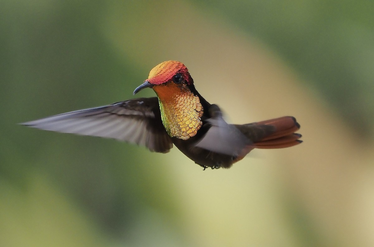 Ruby-topaz Hummingbird - ML611405419