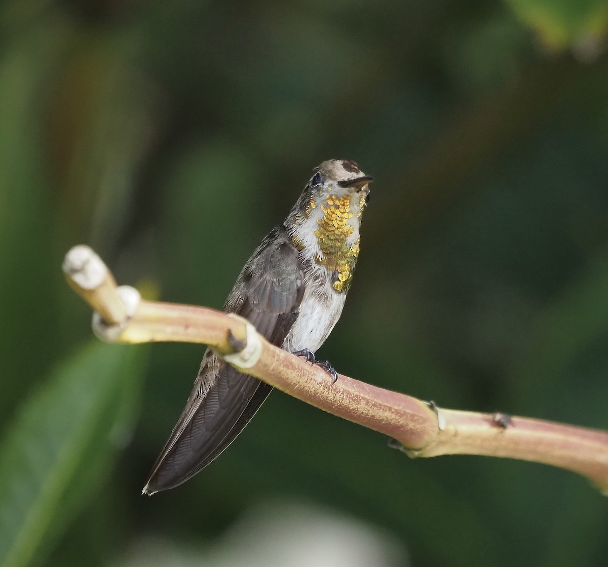 Ruby-topaz Hummingbird - ML611405421