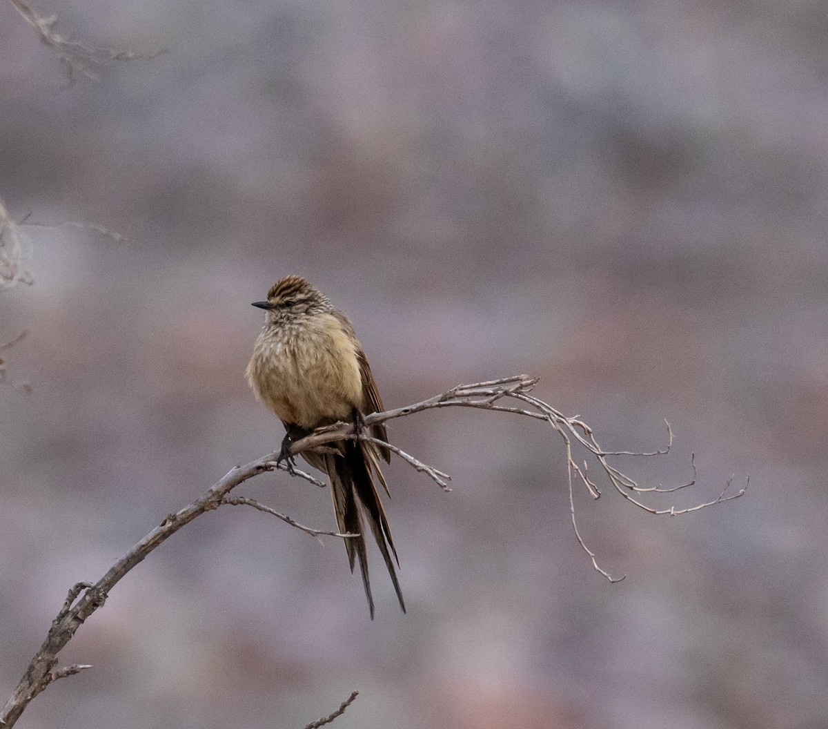 Plain-mantled Tit-Spinetail - ML611405444