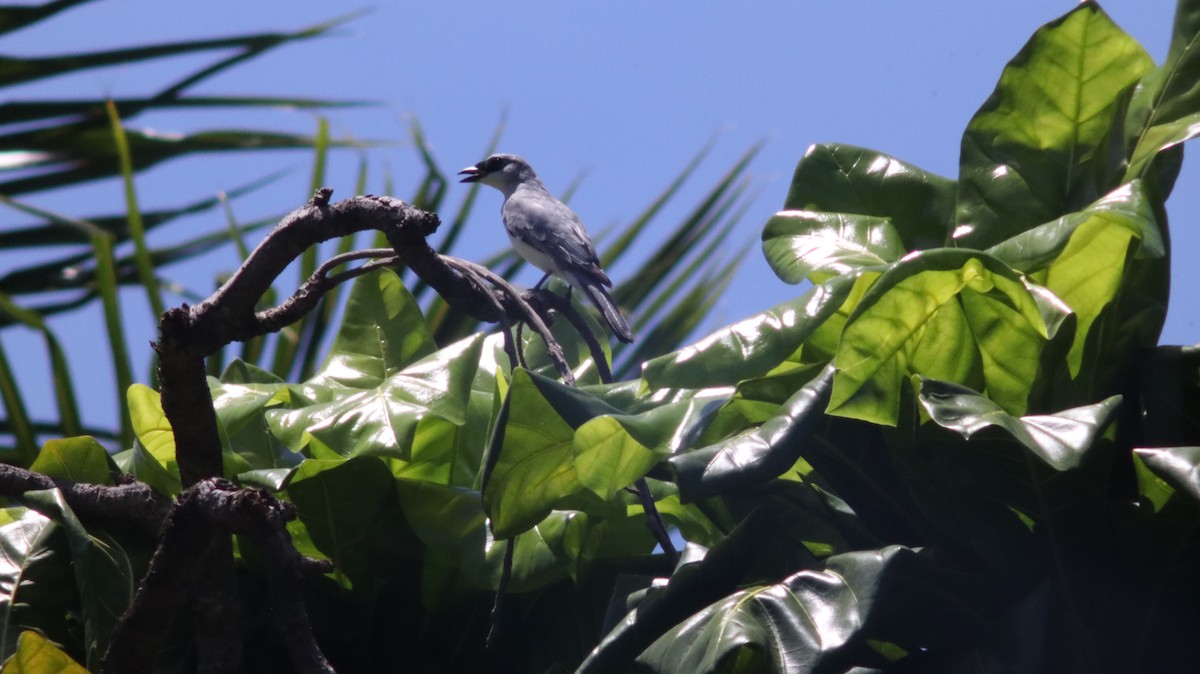 White-bellied Cuckooshrike - Rafael LERCH