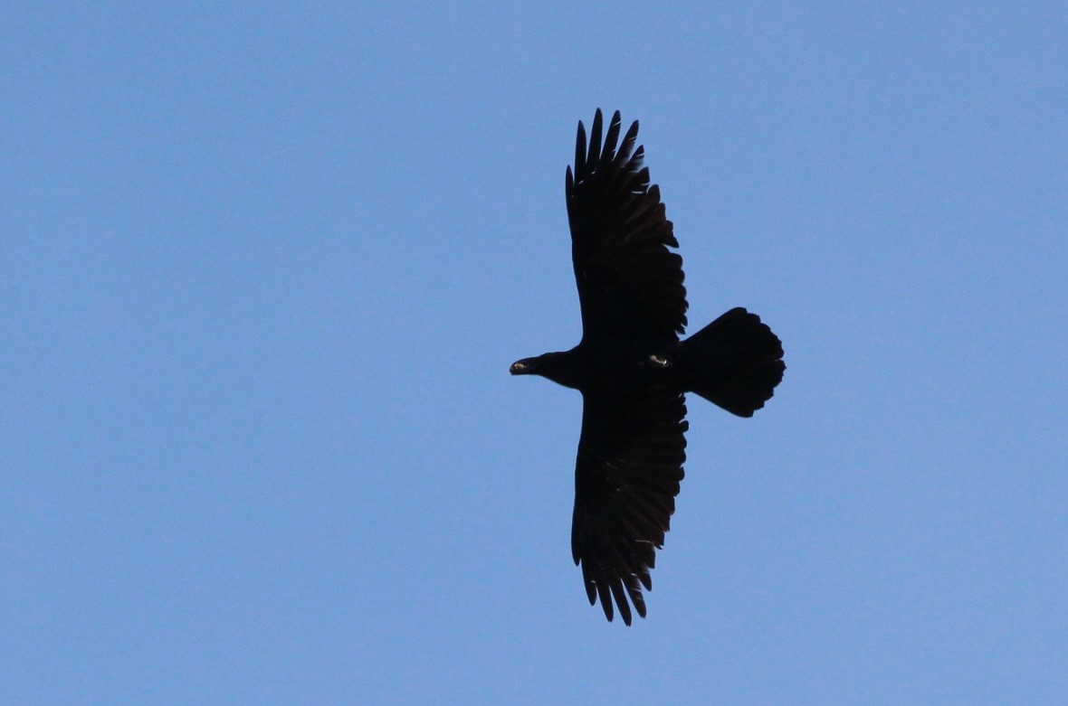 Common Raven - ML611405513