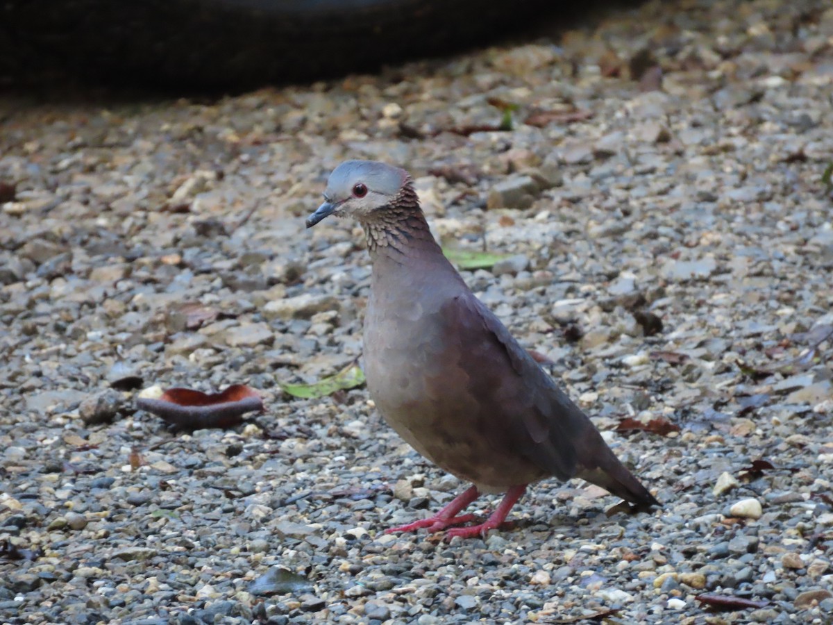 White-faced Quail-Dove - ML611405529