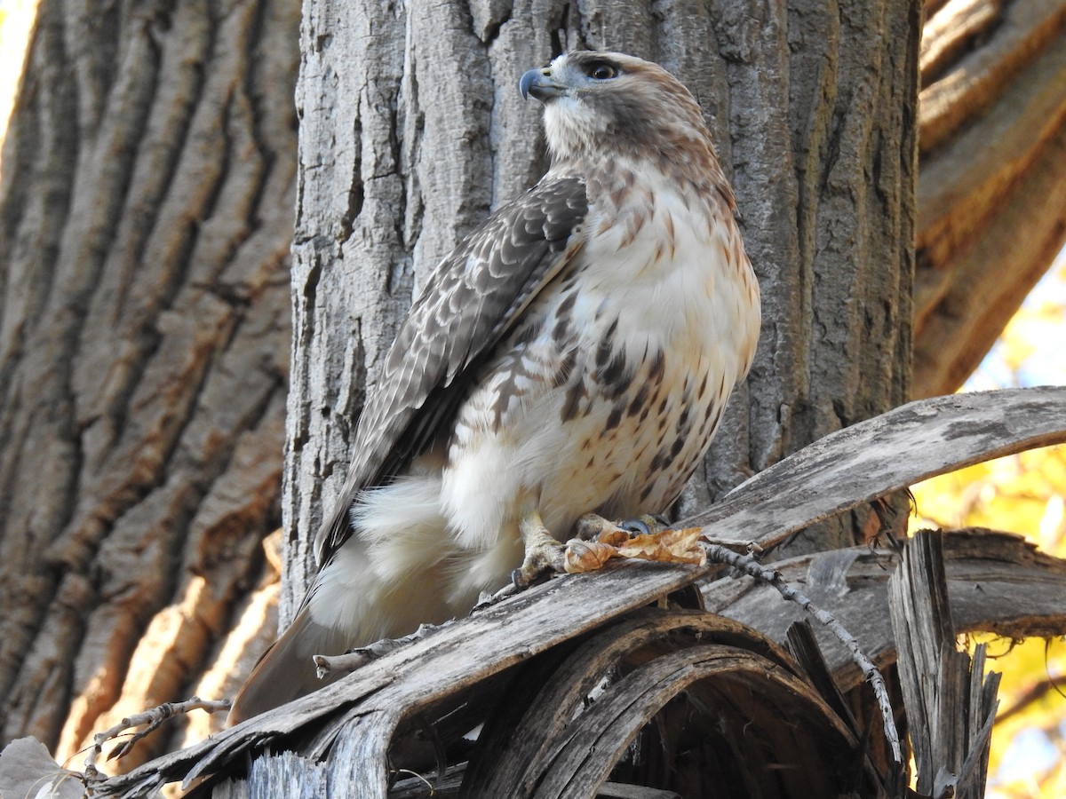 Red-tailed Hawk - ML611405538