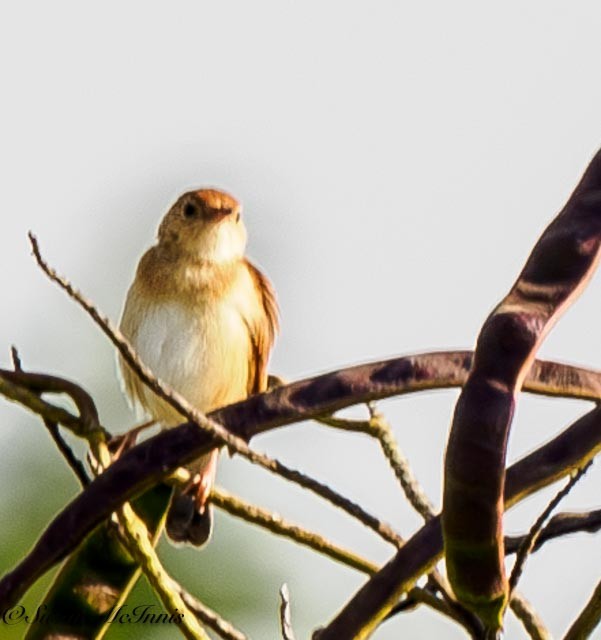 Foxy Cisticola - ML611405606