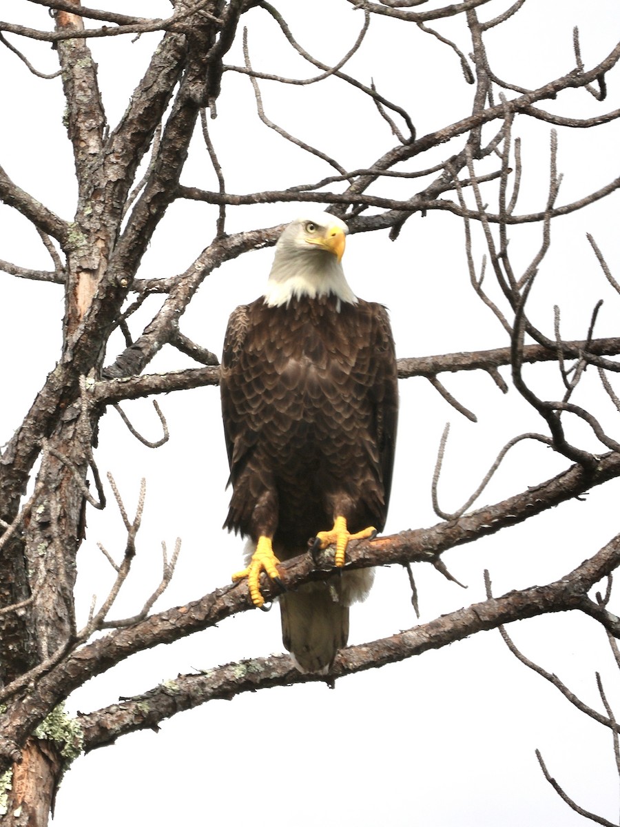 Bald Eagle - ML611405608