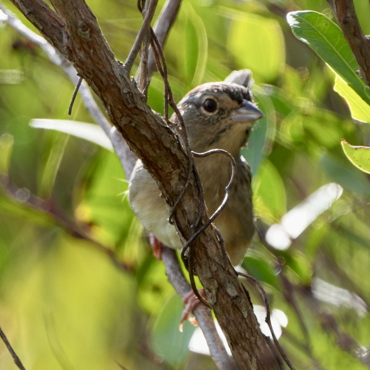 Bachman's Sparrow - ML611405665