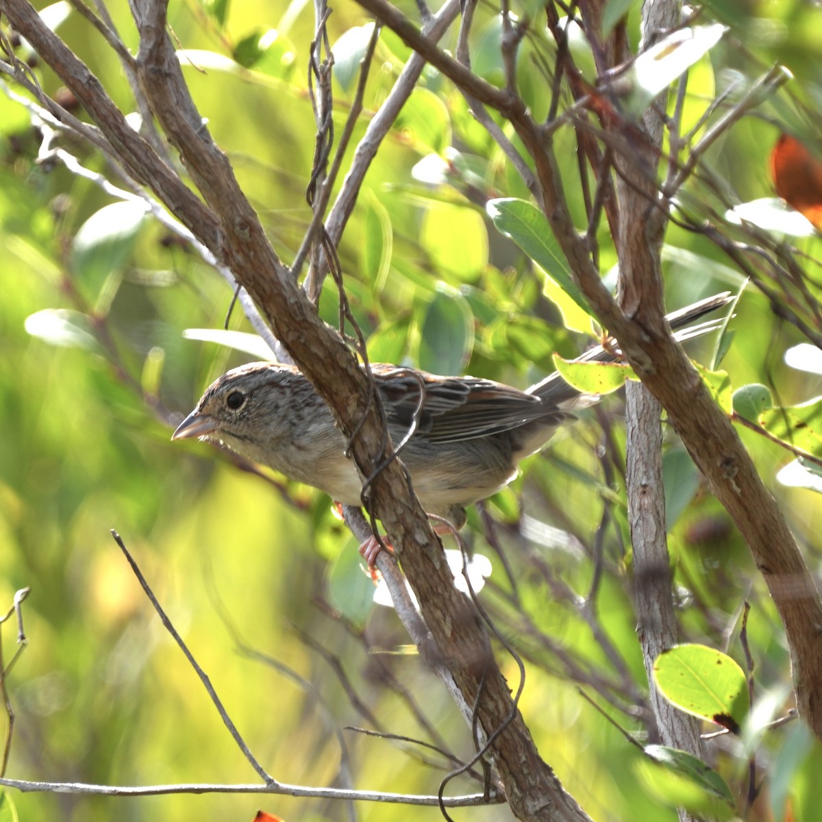 Bachman's Sparrow - ML611405667