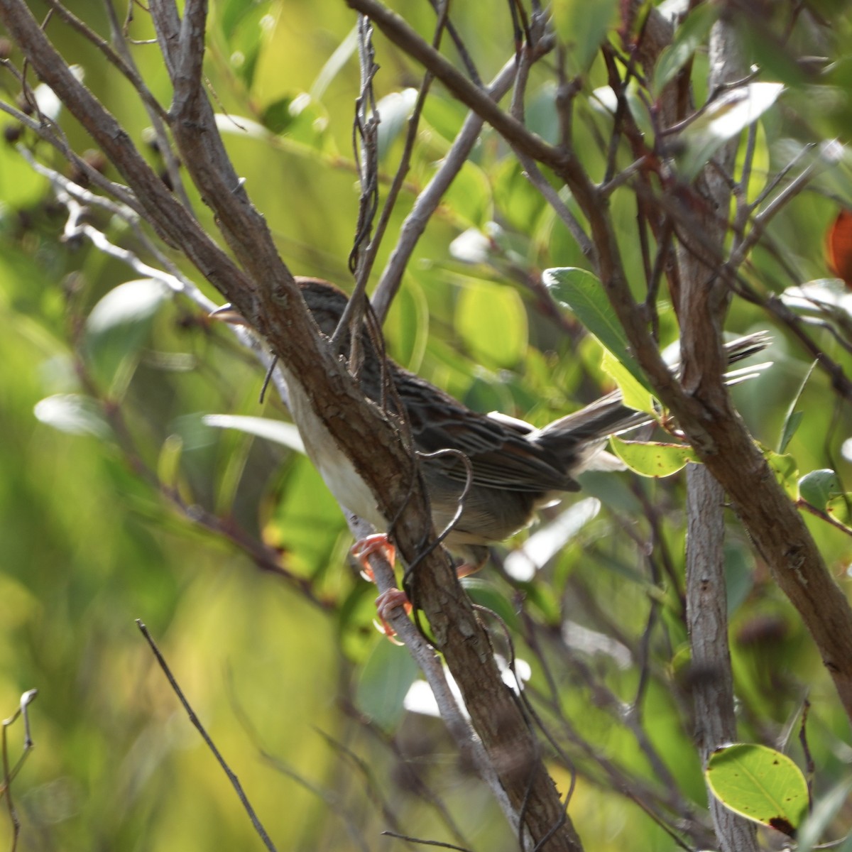 Bachman's Sparrow - ML611405668