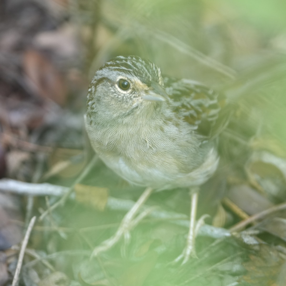 Bachman's Sparrow - ML611405669
