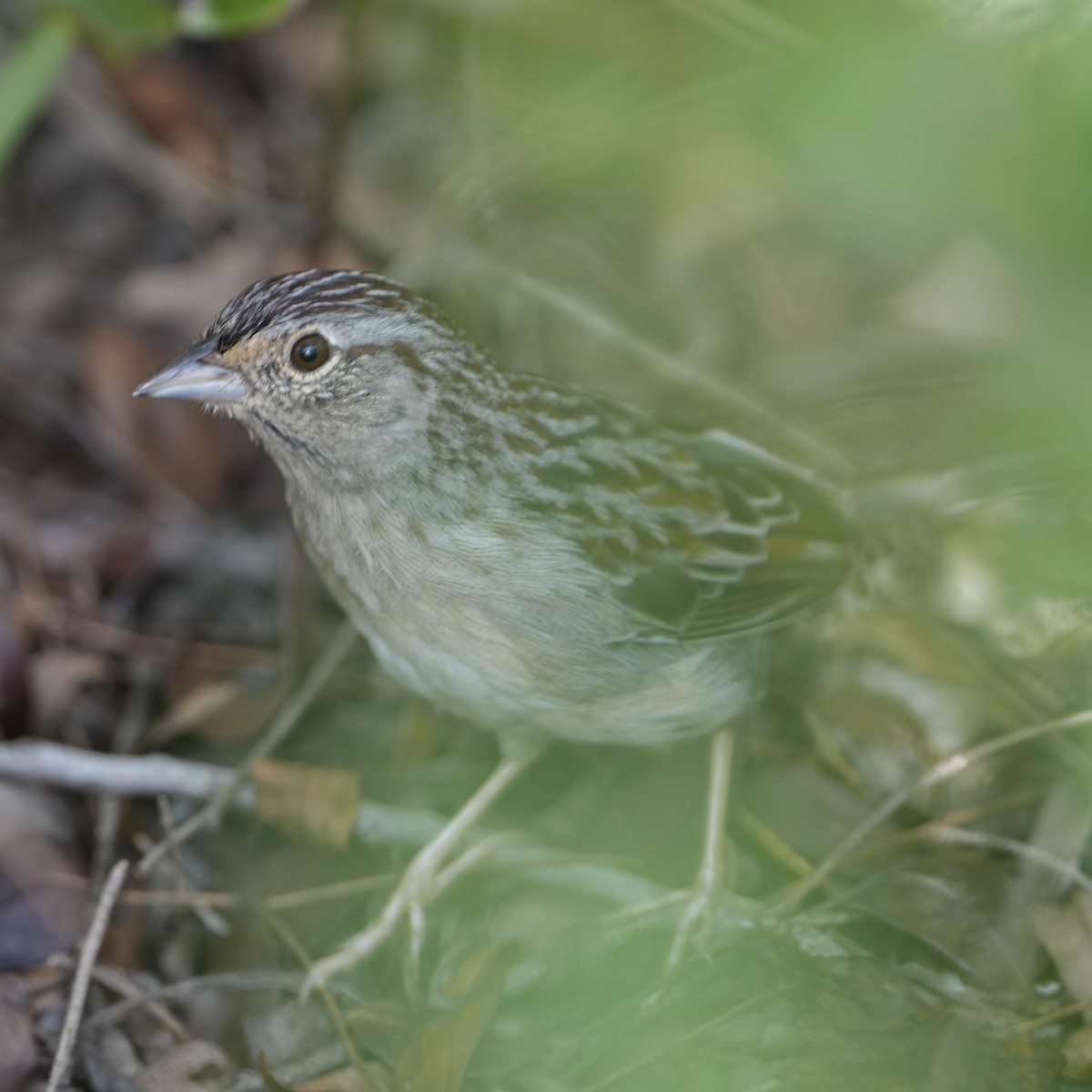 Bachman's Sparrow - ML611405670