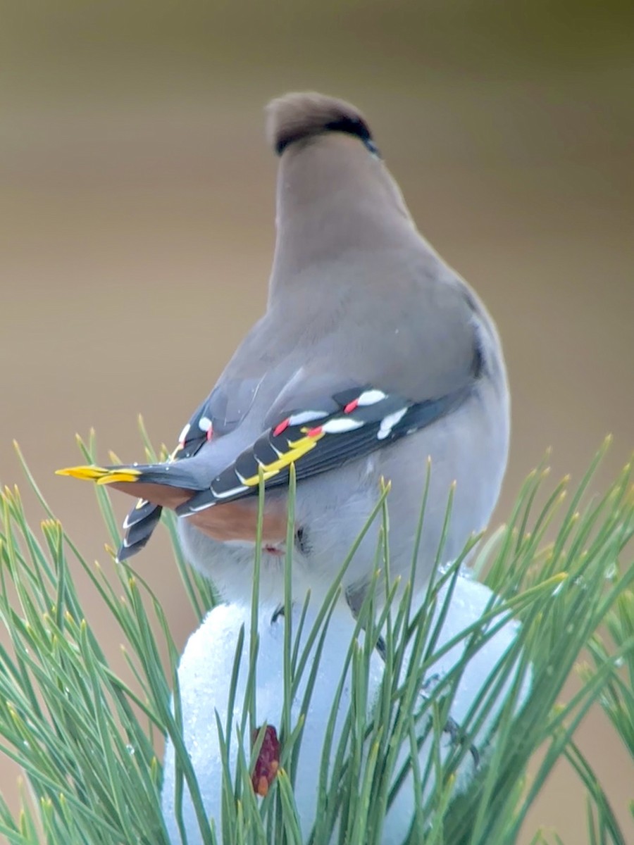 Bohemian Waxwing - ML611405691