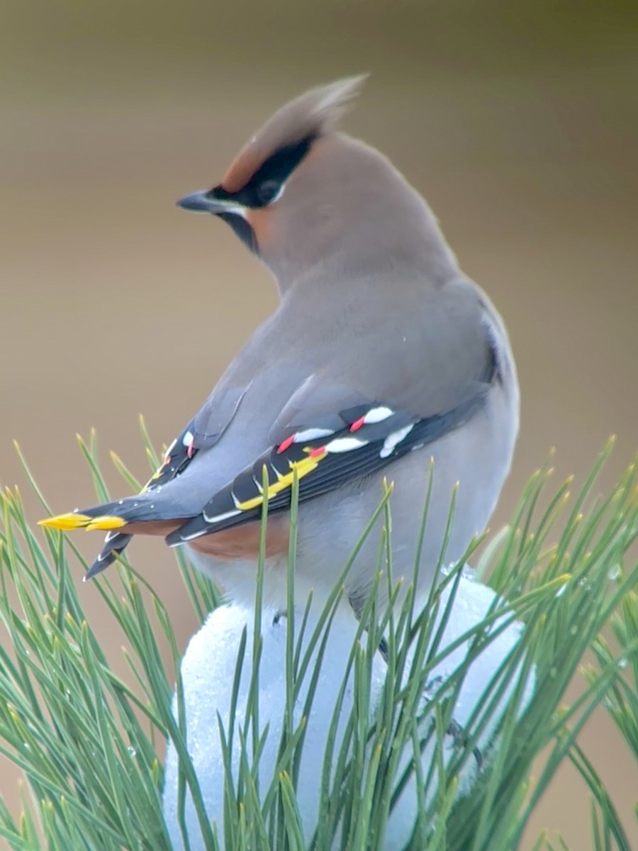 Bohemian Waxwing - ML611405702