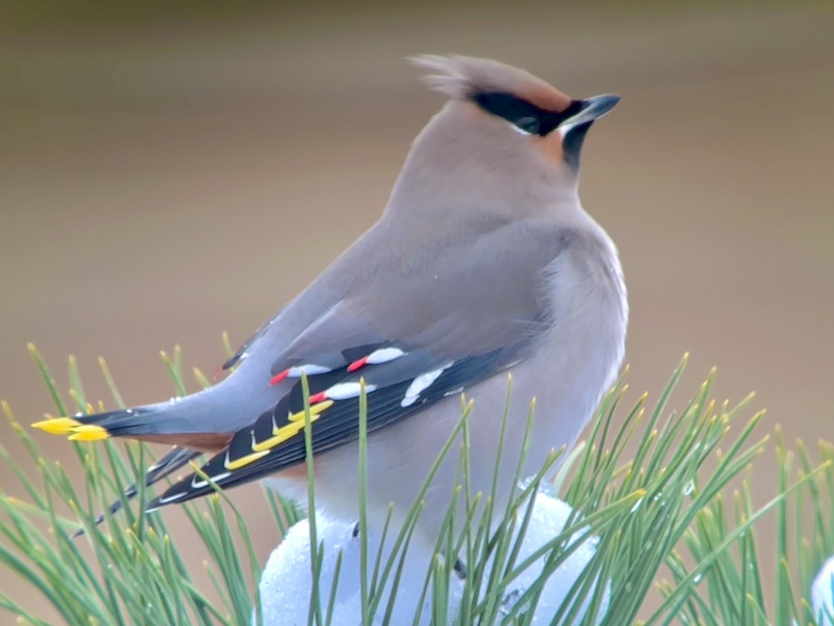 Bohemian Waxwing - ML611405703