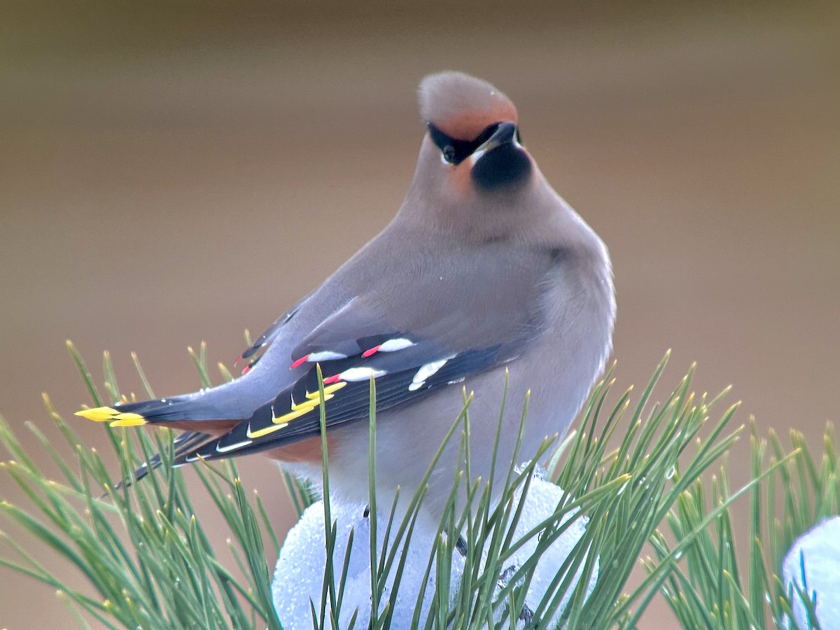 Bohemian Waxwing - ML611405709