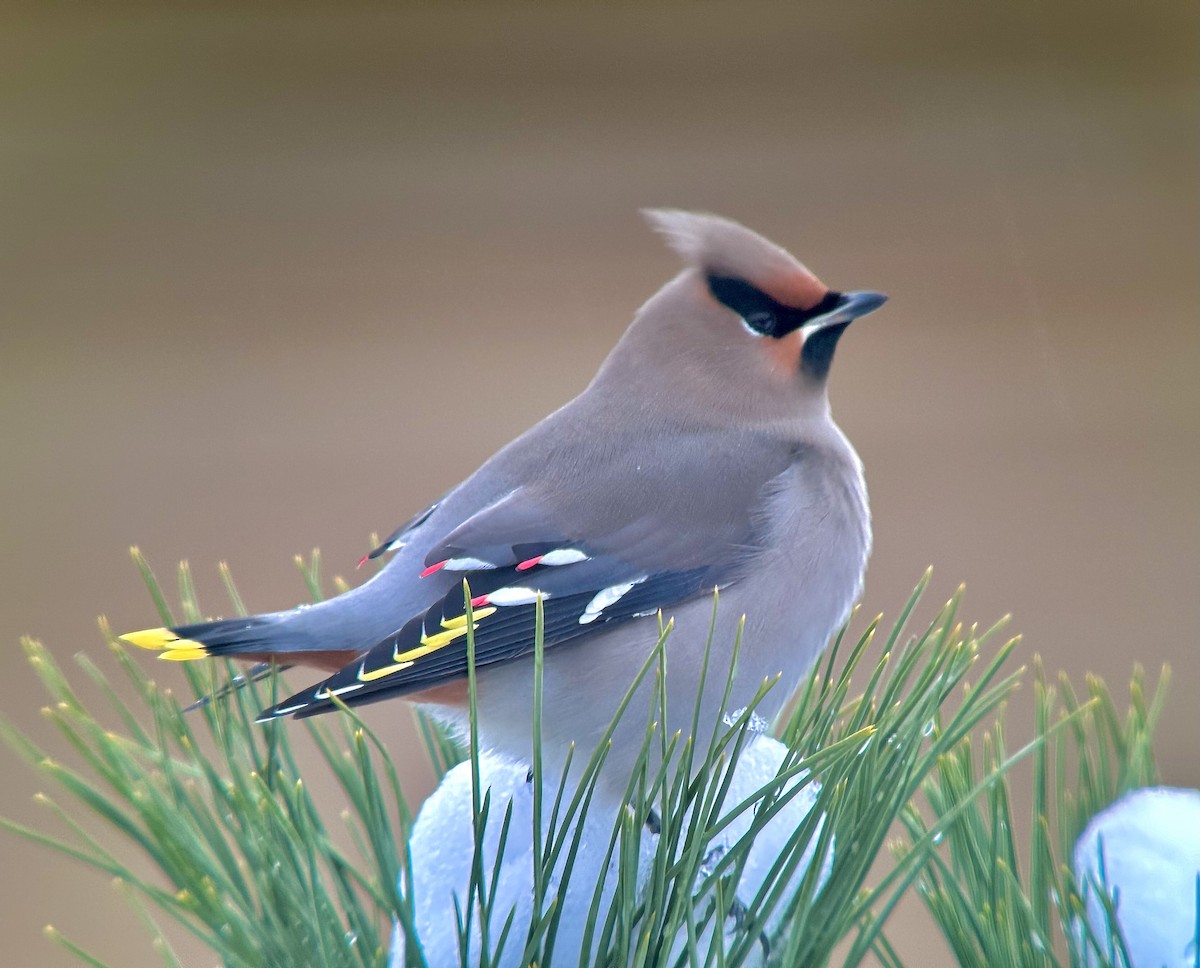 Bohemian Waxwing - ML611405715