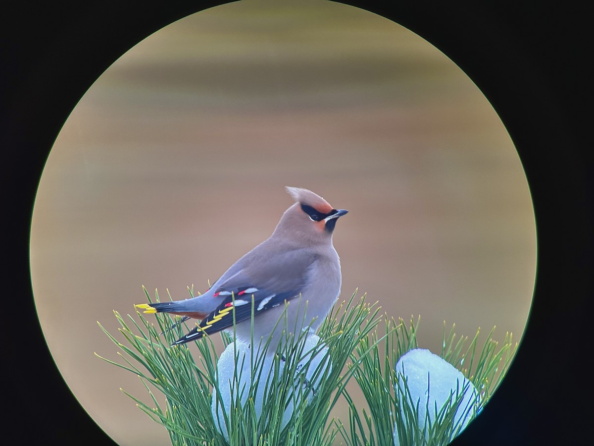 Bohemian Waxwing - ML611405716