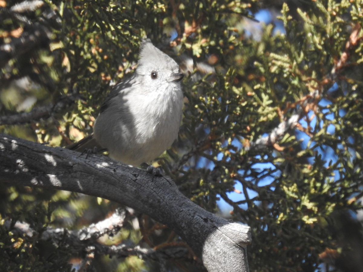 Juniper Titmouse - ML611405722