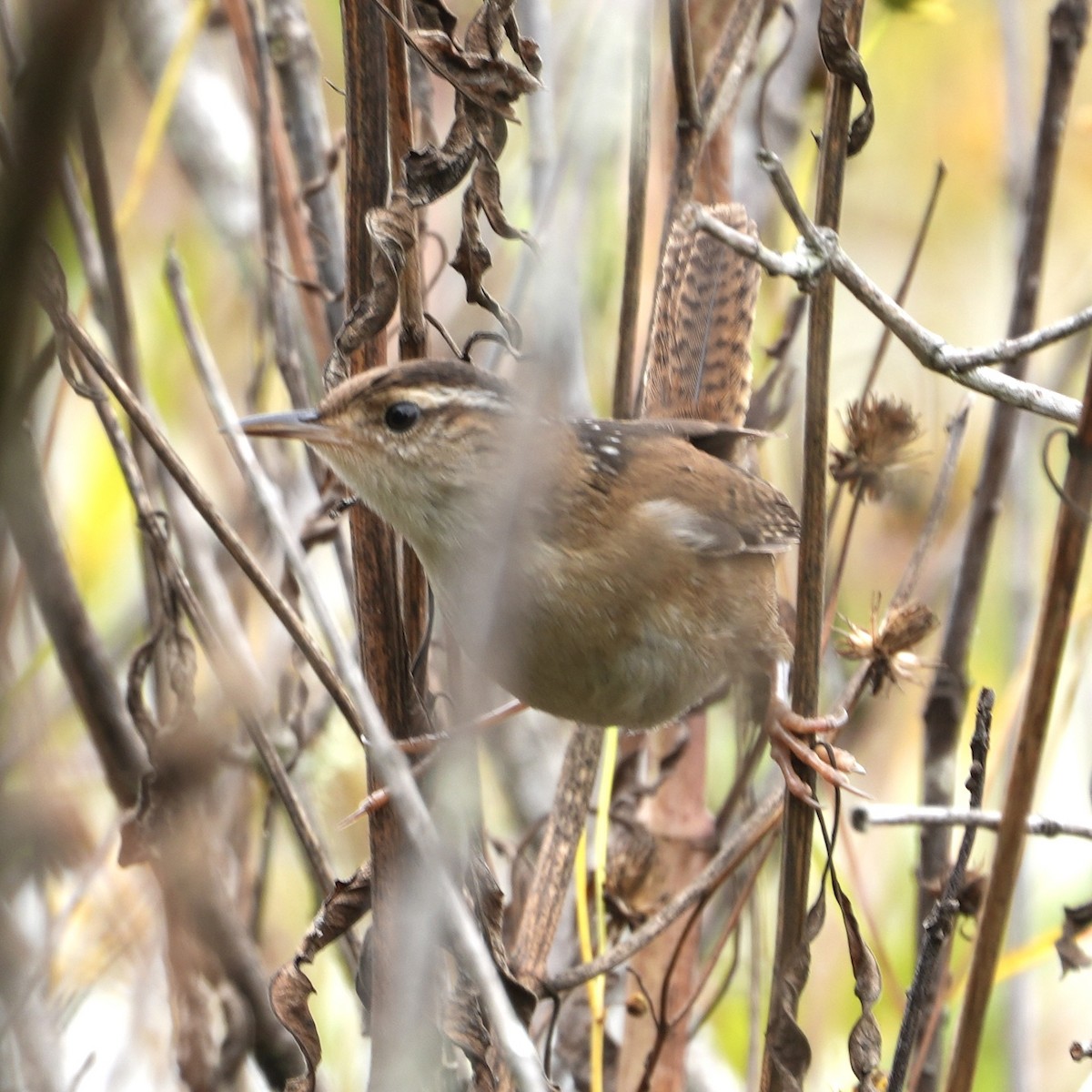 Marsh Wren - ML611405878