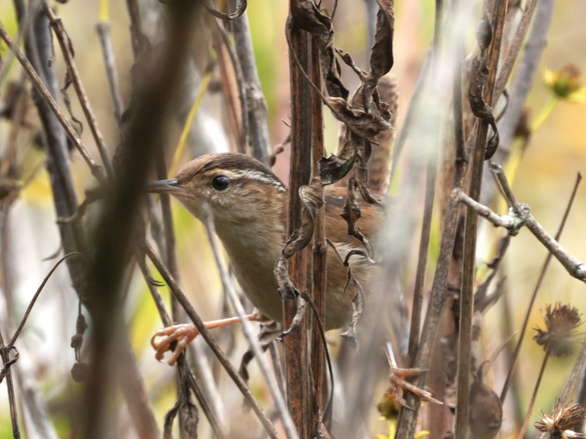 Marsh Wren - ML611405879