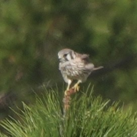 American Kestrel - ML611405882