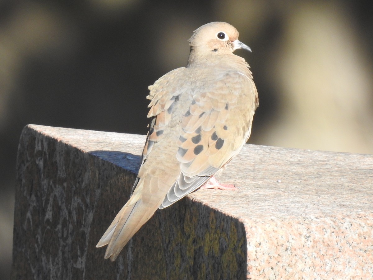 Mourning Dove - ML611405892