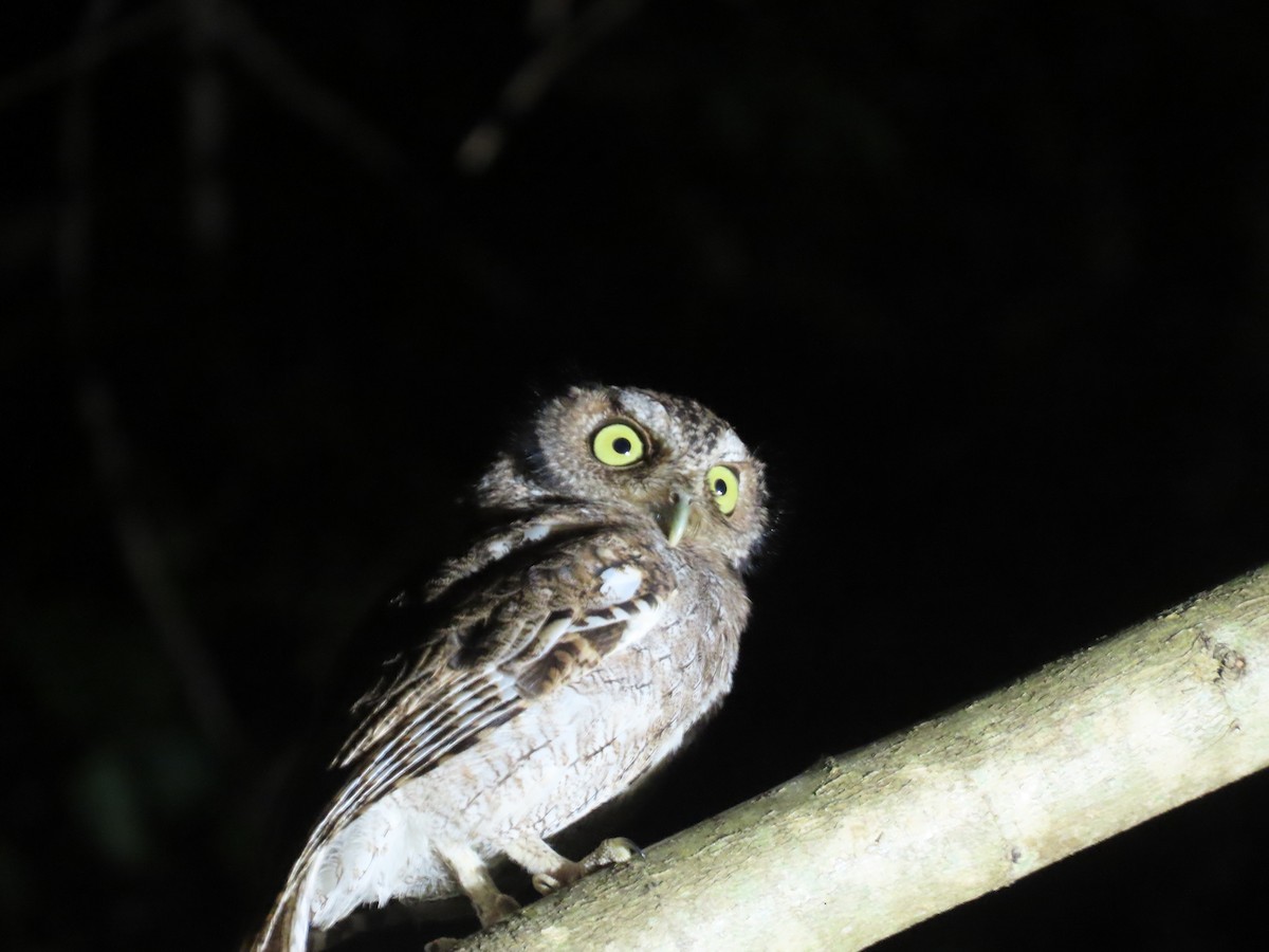 Middle American Screech-Owl (Middle American) - ML611405895