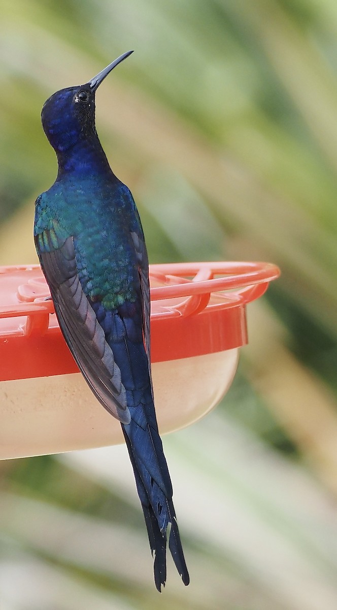 Colibrí Golondrina - ML611406032