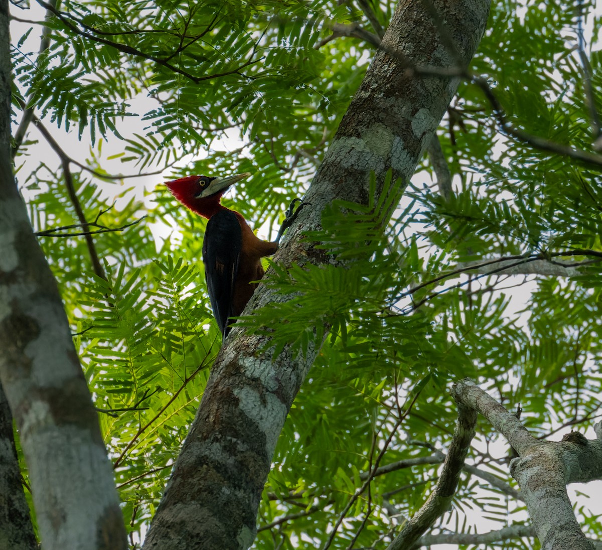 Red-necked Woodpecker - Valéria Boldrin Silva
