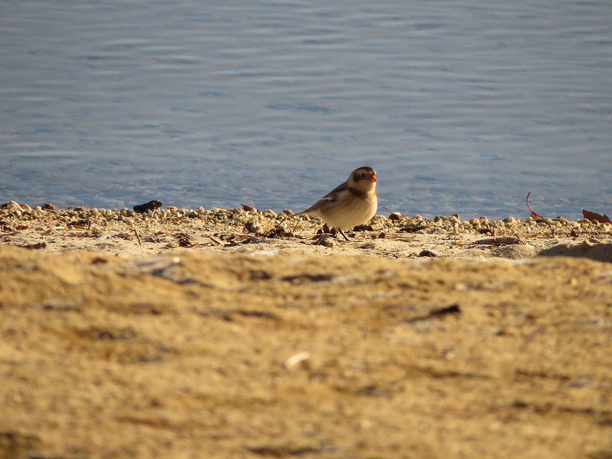 Snow Bunting - ML611406063